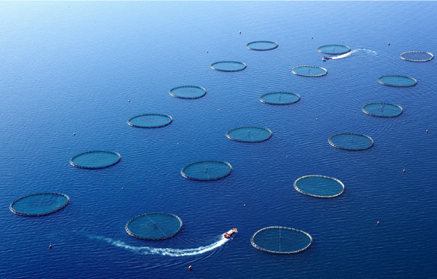 Acqua Azzurra - Stabilimento di pescicoltura a Pachino (SR) | Progetto Calafiore Engineering